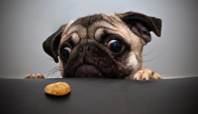 小狗狗突然这几天尿的次数很多，喝水也多，今天发现她小便处有湿的血尿残留，这样做。