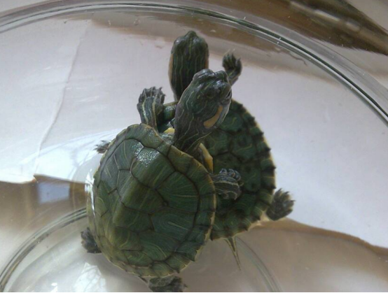 为什么乌龟如此受欢迎？养它的确有很多优点，表现在这些方面