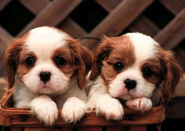 刚带回家的小狗，有这些是不能做的。