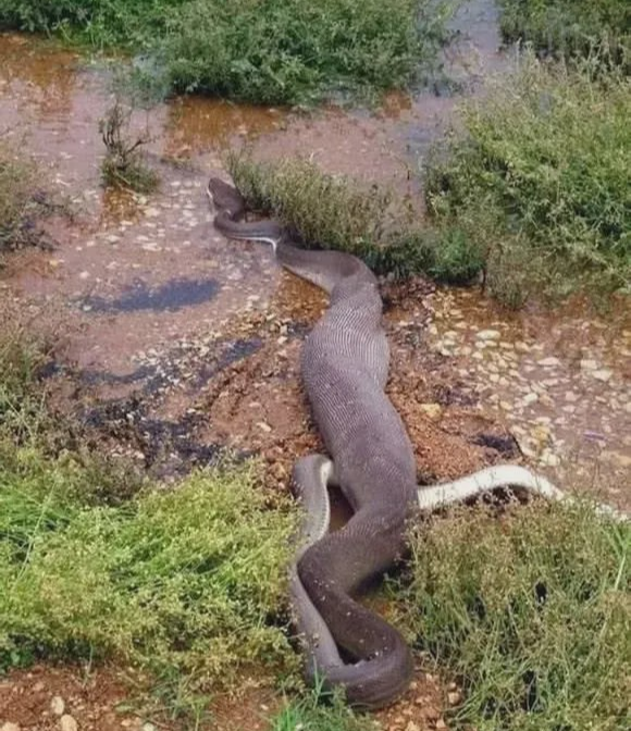 「蟒蛇」当蟒蛇跟鳄鱼狭路相逢，一言不合就开打，结局有些出乎意料！