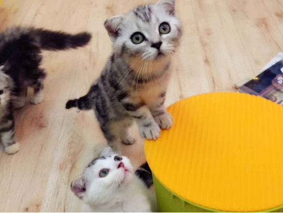 小猫咪虽然很可爱，时间长了总挑食，这也是很好改变的