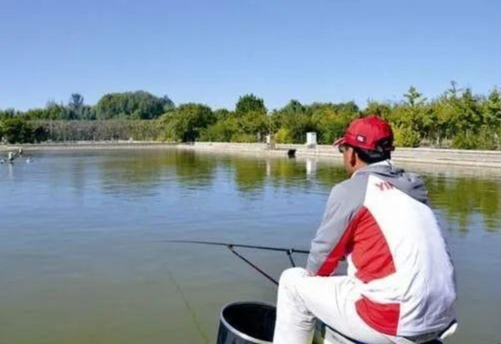 [玉米]渔人必看：用老玉米饵料和窝料钓不到鲤鱼？这样搭配试一试！
