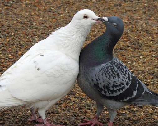 杨阿腾的牛眼配上詹森的沙眼怎么样？能飞多少公里？测试结果让所有人意想不到！