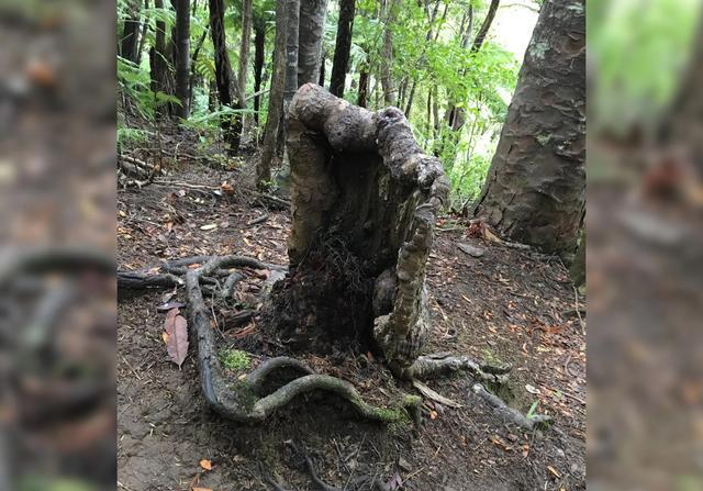 科学家@科学家找到“吸血鬼树”,没有树叶和树干,靠吸食其他树木为生