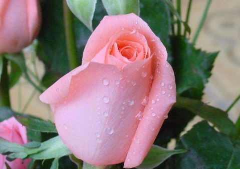 双子座|11月份，好事不断的3生肖，时运亨通，运势喜人，财运一旺再旺