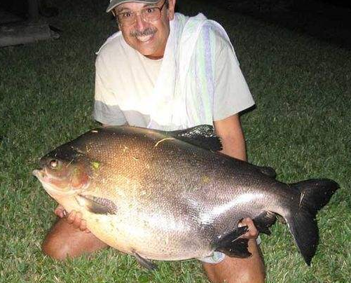 『食人鱼』大自然中，如果黑鱼与食人鱼单挑的话，黑鱼必胜，原因很简单！