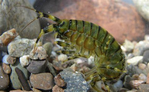 [贝加尔湖]贝加尔湖淡水资源占全球20%，却为何有海洋生物？