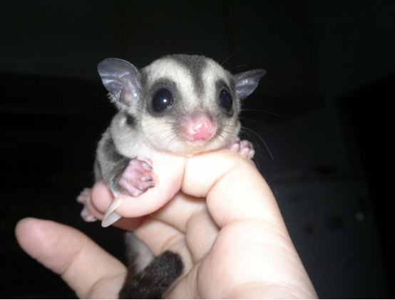 养蜜袋鼯的好处很多，但也要有所注意，这种宠物比较特殊