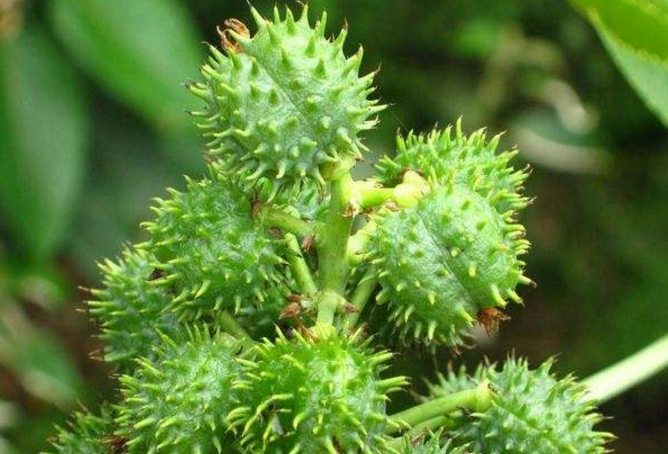 尼古丁@世界十大最毒东西排行榜 蛇毒仅列第六，第一毒性可怕