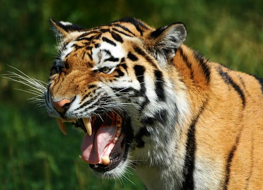 『老虎』东北虎与南非雄狮单挑，谁将是最后的赢家？对比分析