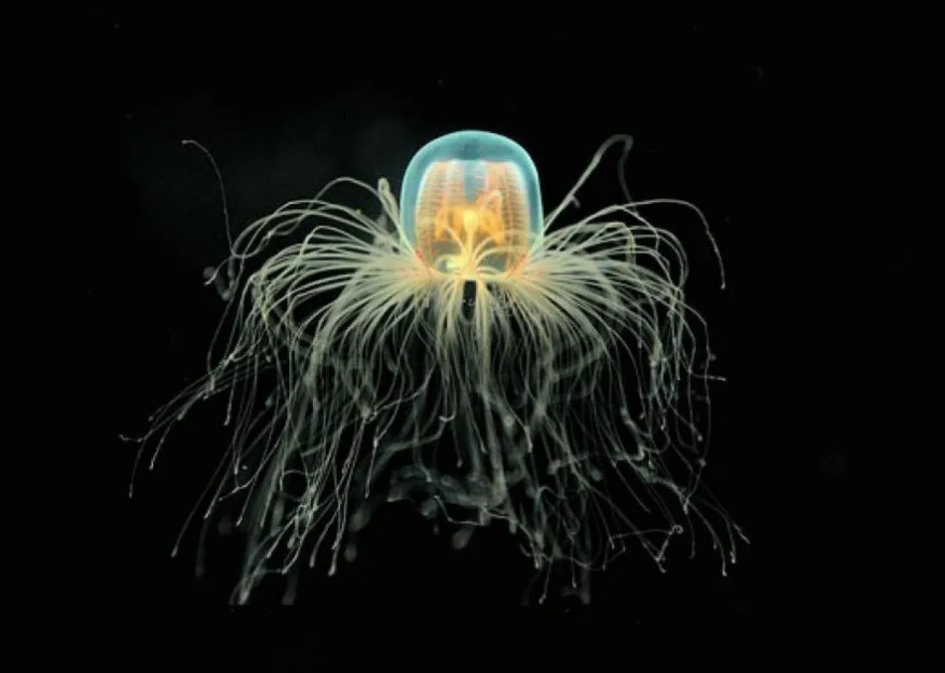 灯塔水母@3大违背自然规律的动物，小龙虾上榜，最后一种近乎“永生”