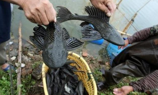 青苔|清道夫鱼破坏堤坝貌似已经泛滥成灾，作为入侵物种为何没人敢吃？