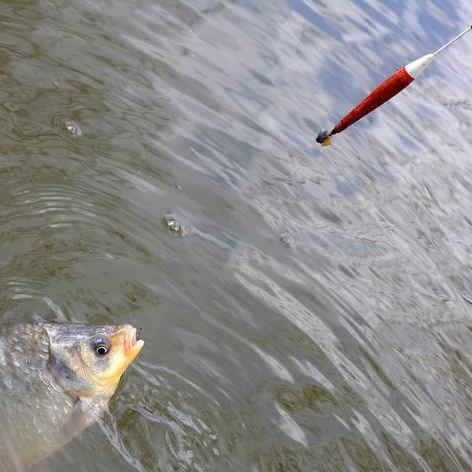 |秋季垂钓时间需要注意的问题——盛世三渔
