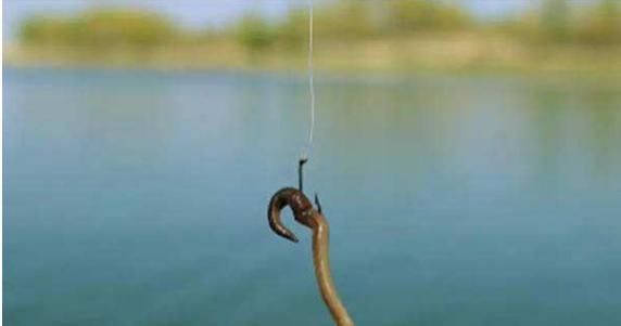 饵料|钓鱼高手分享的诱饵秘诀，跟着老钓手学饵料搭配注意事项！