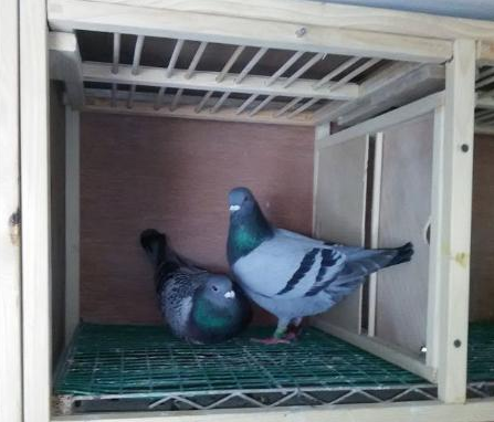 鸽子不受精可以这样调理。