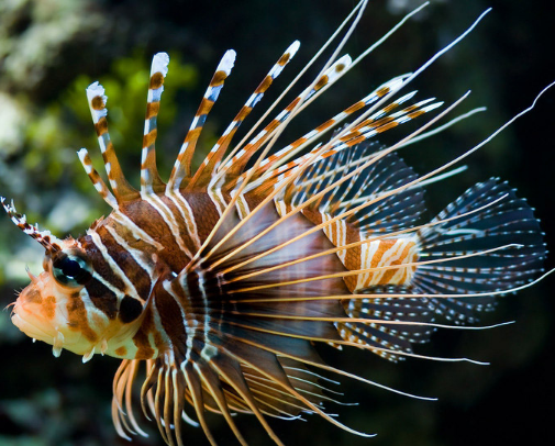鱼离开水，是缺水被干死的？还是缺氧憋死的？看似简单的问题，答案却很不简单！