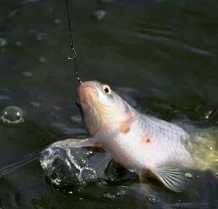 |老钓手谈传统钓七星漂调漂——盛世三渔