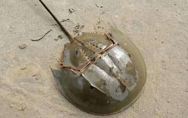 ##地球上唯一蓝色血液生物，活了4亿多年，救了人类却救不了自己！