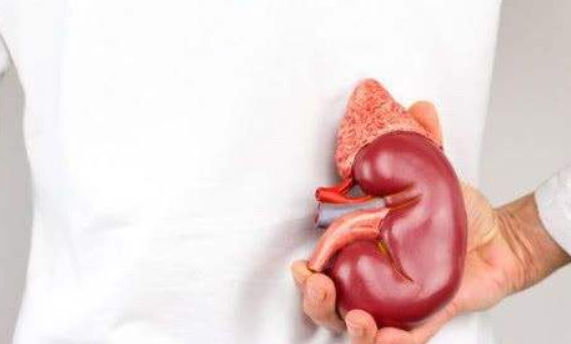 肝脏▲男人“肾”好不好，看身体这3个部位有没有发热，有一个就很幸运！