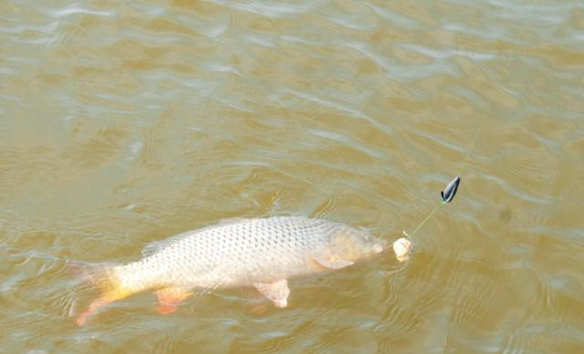 ▲野河垂钓滑口鲤鱼，钓友掌握这些，一准不走空