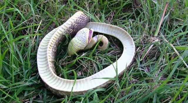 [毒蛇]蛇界中的“铁憨憨”，丢尽毒蛇界的脸，猪鼻蛇当真是个奇葩