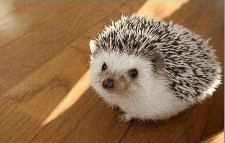 蜜獾▲蛇类的10大天敌: 平头哥仅排第3，榜首众望所归