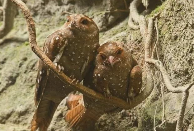 |南美洲中一种怪鸟，全身都是油脂，雏鸟积存油脂比成鸟还丰富