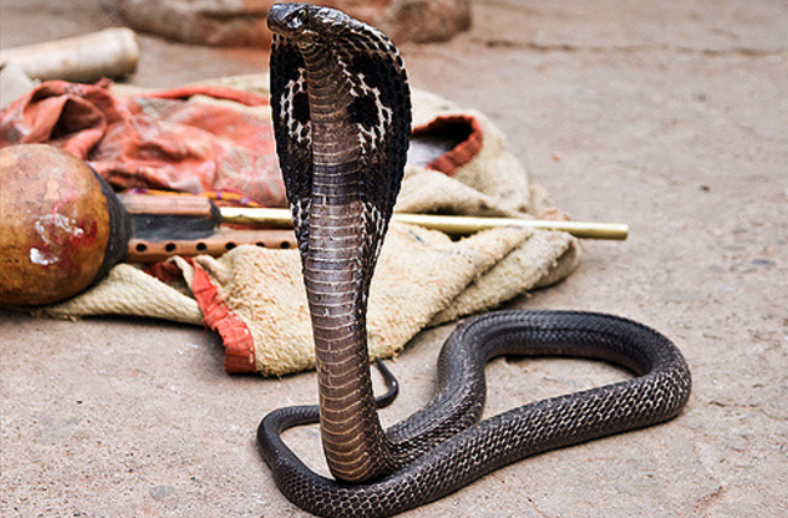 『眼镜蛇』帝皇眼镜蛇王有多强？若没有防护设备，就连毒蛇专家也不敢接近