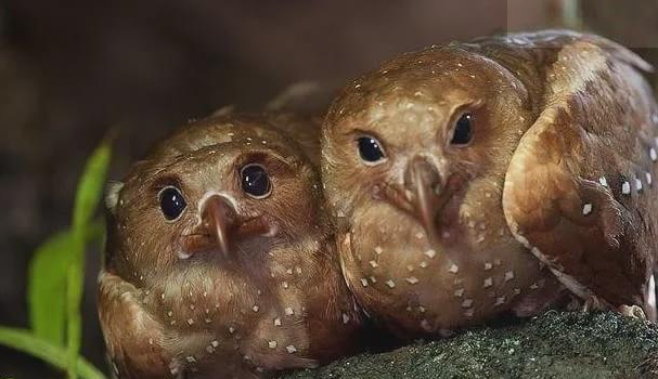 |南美洲中一种怪鸟，全身都是油脂，雏鸟积存油脂比成鸟还丰富