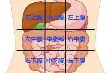 「疾病」一张腹部地图，告诉你腹部疼痛对应哪个器官，终身有益