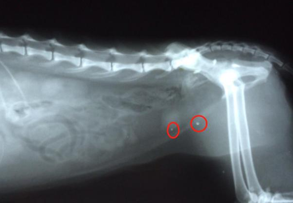 猫膀胱结石？多喝水能预防吗