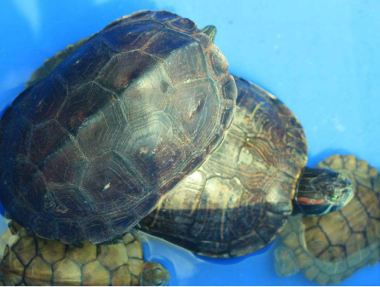 为什么乌龟如此受欢迎？养它的确有很多优点，表现在这些方面