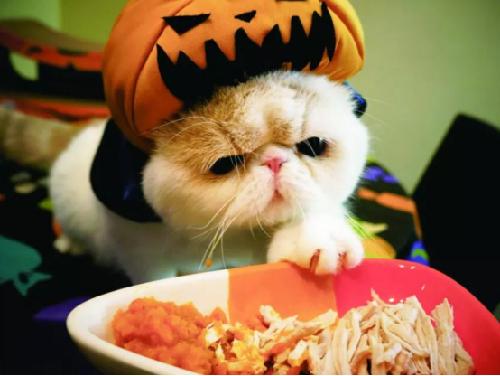 小猫咪虽然很可爱，时间长了总挑食，这也是很好改变的