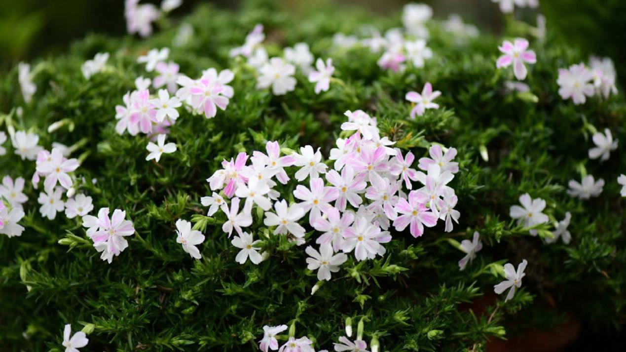 运势|生肖好运来敲门，8月财、福、喜三神临门，贵人相助