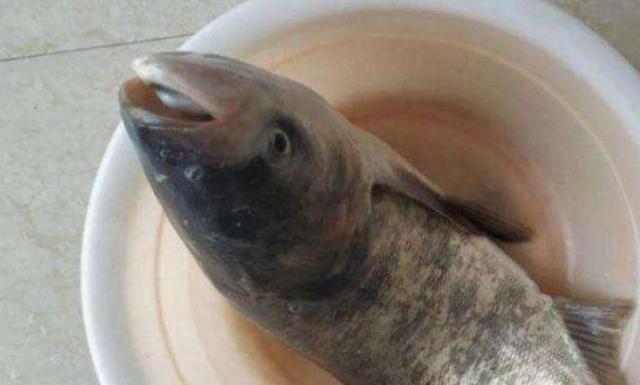 鲢鳙|不得不承认，自从用了这鲢鳙钓法，鲤鱼再大都不想钓，莫透露哦