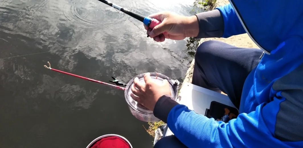 ▲春末夏初如何钓黑坑青鱼，通过天气、鱼情、饵料等解析——盛世三渔