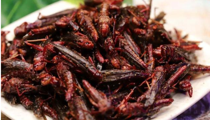 蝗虫灾害|蝗虫为何会成灾？难道自然界没有其天敌嘛？