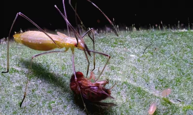 昆虫|烟草的伙伴