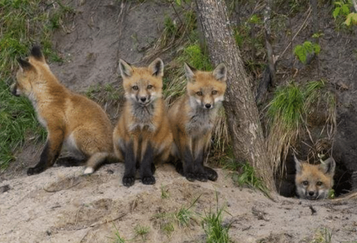 狐狸|为什么狐狸经常在坟墓里做洞穴？并非封建迷信，是有科学依据的