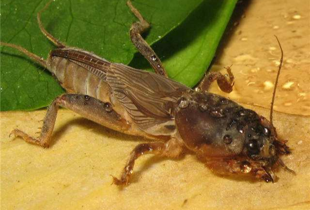 『』有关昆虫蝲蝲蛄的“方言”，在你们家乡又叫什么呢？