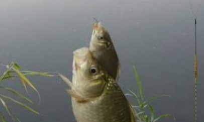 鲫鱼|秋季钓鲫鱼的小技巧——盛世三渔