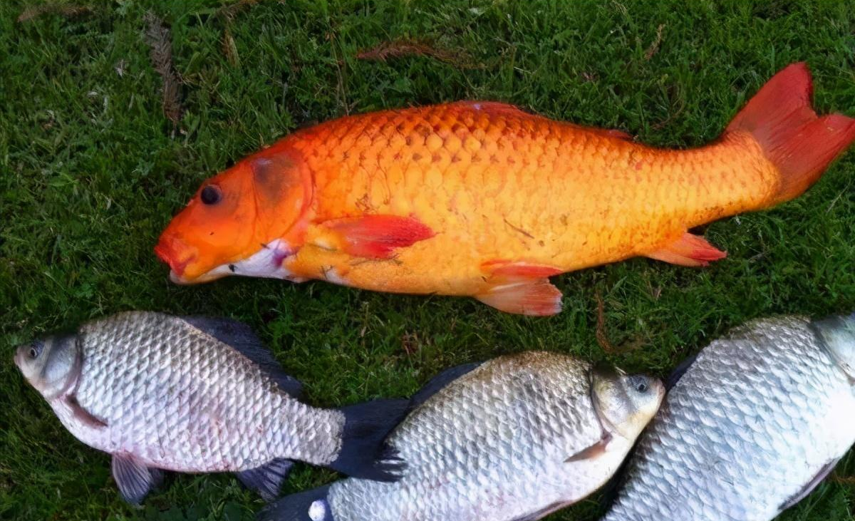 饵料|钓鱼自制饵料配方详解!诱鱼迅速,大鲫大鲤!