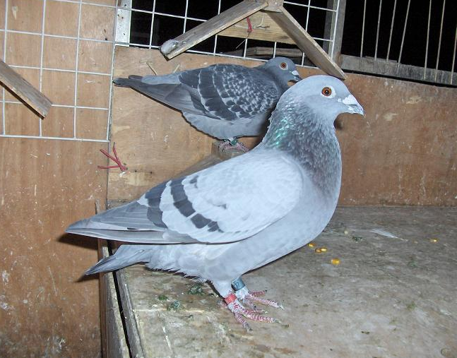 饲养赛鸽是一项比较复杂的工作，爱鸽的饲料这样科学搭配会更好。