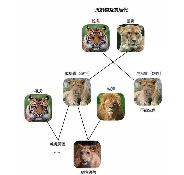[老虎]中国的第一只虎狮虎兽顺利诞生，为啥老虎跟狮虎兽能生下幼崽呢？