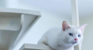 狗和猫看到的颜色跟人类的不一样，有这些原因。