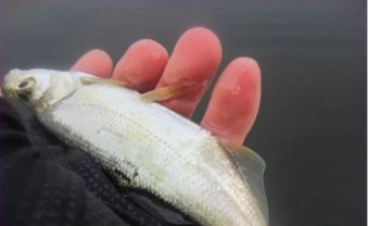 长江|长江禁渔期间允许钓鱼吗？