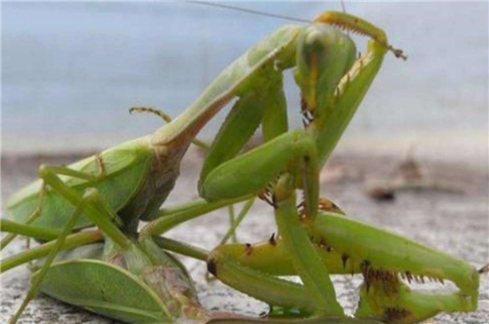 科学家|螳螂交配的时候，母螳螂为什么要吃掉自己丈夫？科学家道明原因