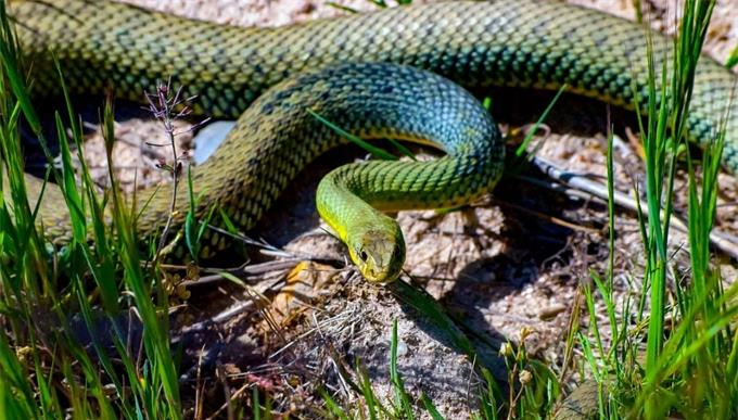 【属蛇】? 属蛇人:好消息!“大喜事”来袭!打开一路旺旺旺