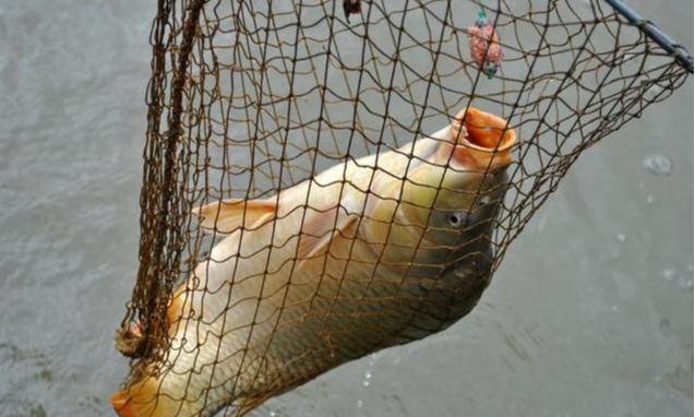 饵料|黑坑如何有效抢鱼？做好这八点就对了！