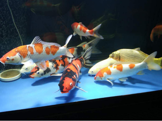 鱼在水里不动了是什么意思？其实它并没有死，而是这些原因